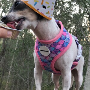 May include: A small dog wearing a party hat and a mermaid-scale patterned harness with pink trim. The dog is standing on a tree stump and appears to be eating a treat. The harness has a circular patch that says "THE HOUND HOUND".