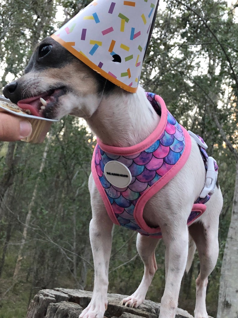 May include: A small dog wearing a party hat and a mermaid-scale patterned harness with pink trim. The dog is standing on a tree stump and appears to be eating a treat. The harness has a circular patch that says "THE HOUND HOUND".