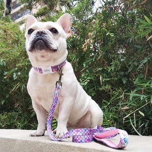Op de afbeelding: Een witte Franse Bulldog met een bijpassende halsband en riem. De halsband en riem hebben een zeemeerminstaartpatroon in roze, paars en blauw. De hond zit op een betonnen richel voor groen gebladerte.