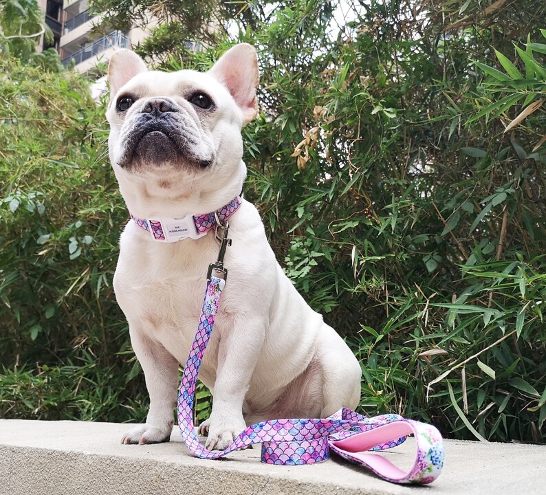 Op de afbeelding: Een witte Franse Bulldog met een bijpassende halsband en riem. De halsband en riem hebben een zeemeerminstaartpatroon in roze, paars en blauw. De hond zit op een betonnen richel voor groen gebladerte.
