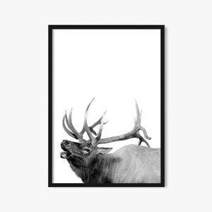 Bull Elk Wall Art, Elk Bugle in bianco e nero, Download digitale, Fotografia naturalistica stampabile, Decorazione cabina, Alce delle Montagne Rocciose,