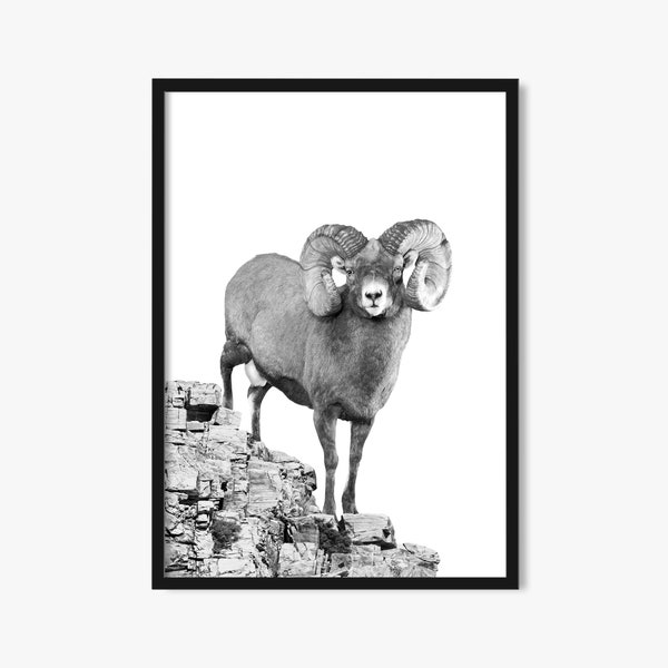 Big Horn Sheep Wall Art, Ram Black and White, Téléchargement numérique, Art animalier imprimable, Photographie animalière, Décor de cabine, Isolé sur blanc