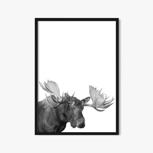 Bull Moose Wall Art, Moose Black and White, Digital Download, Printable Wildlife Art, Wildlife Photography, Cabin Decor, Moose on White