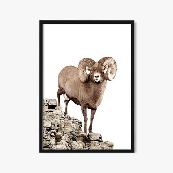 Big Horn Sheep Wall Art, Ram sur fond blanc, Téléchargement numérique, Art de la faune imprimable, Photographie de la faune, Décor de cabine, Mouflons d’Amérique