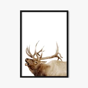 Bull Elk Wall Art, Elk Bugle Sfondo bianco, Download digitale, Fotografia naturalistica stampabile, Decorazione cabina, Alce delle Montagne Rocciose,