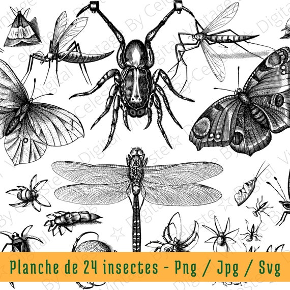 Planche Insectes Et Papillons Vintage Png Jpg Svg Digital Etsy Planche Insectes Et Papillons Vintage Png Jpg Svg Digital Etsy