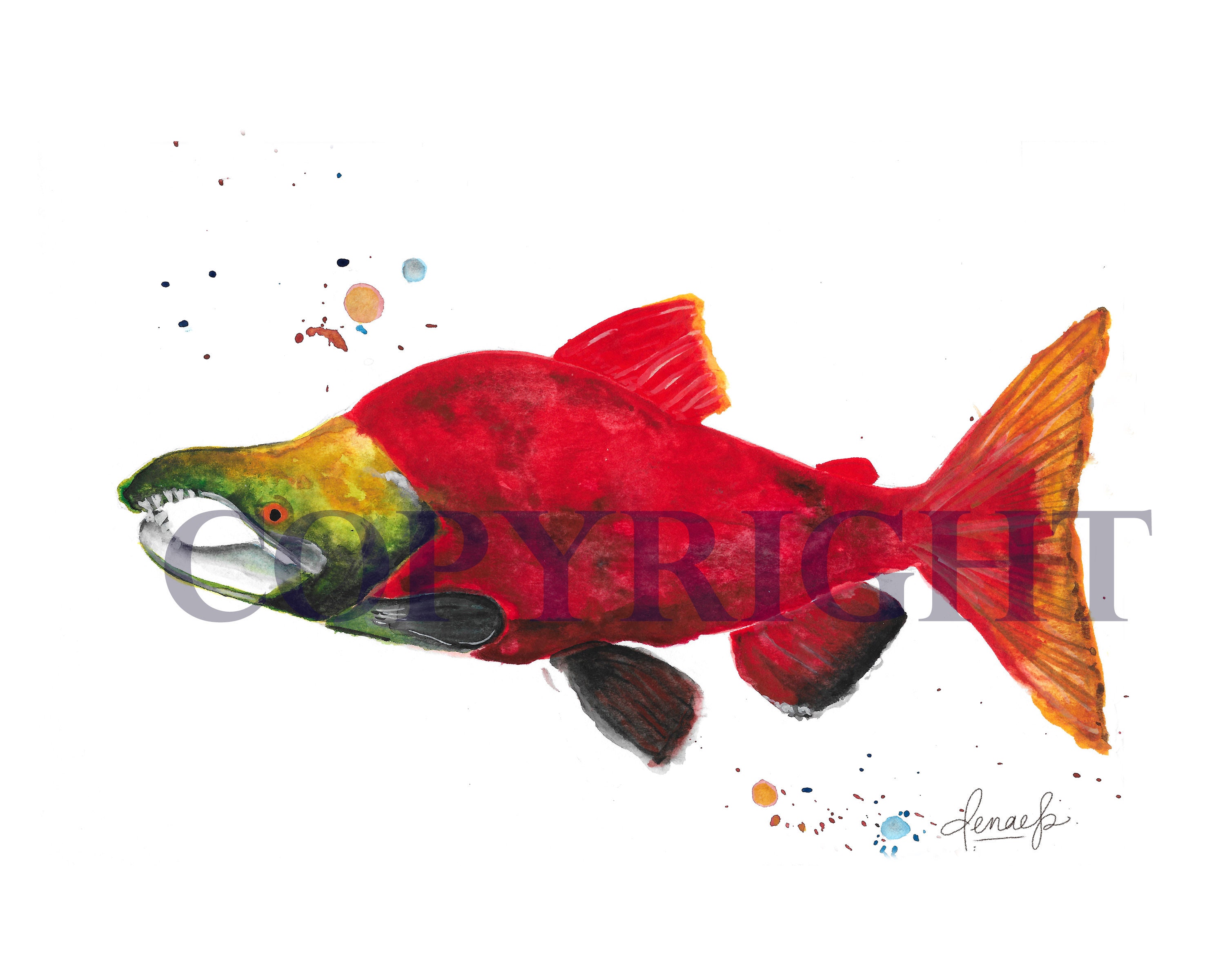 Sockeye Salmon Watercolor Print | Etsy