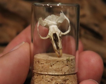 Real Mouse Skull / Bones in Glass Jar / Terrarium / Vial with Cork Plug | Oddity Curiosity Item | Ethical Taxidermy | Cruelty Free