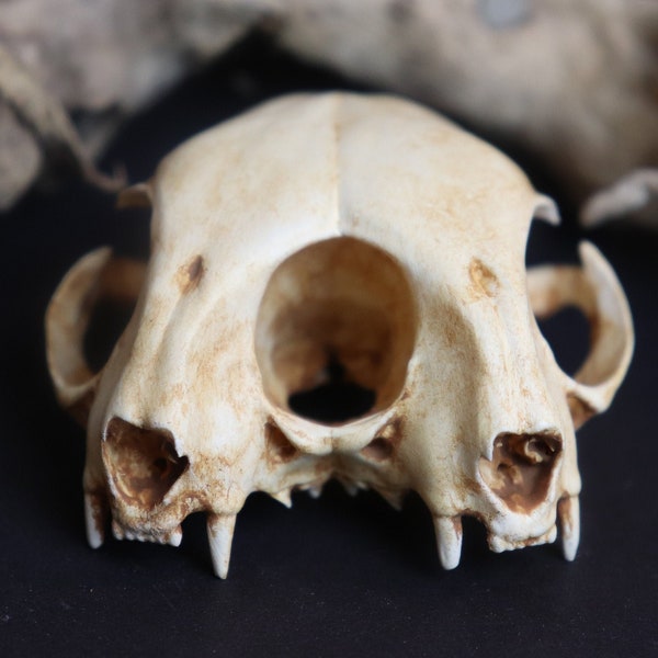 Conjoined Cat Skull Replica Oddity | 2:3 Scale | Feline Anatomy Curio | 3D Printed | Anatomically Accurate Bones | Vegan Taxidermy |