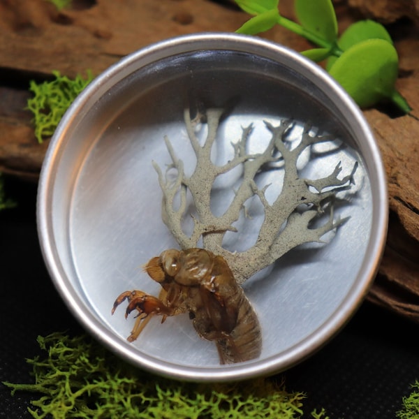 Stylized Zombie Mushrooms | Parasitic Cordyceps Fungus on Cicada in Tin Vial | Entomology Oddity Curio Cabinet Item | Goblincore Decor