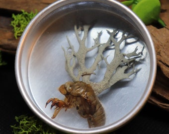 Stylized Zombie Mushrooms | Parasitic Cordyceps Fungus on Cicada in Tin Vial | Entomology Oddity Curio Cabinet Item | Goblincore Decor