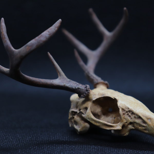 Jackalope Skull Replica | Rabbit Antelope Hybrid Anatomy Curio | Mythical Folklore Curiosity / Oddity | Hand Painted | Vegan Taxidermy