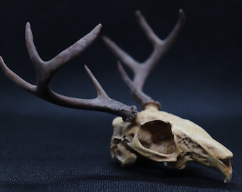 Jackalope Skull Replica | Rabbit Antelope Hybrid Anatomy Curio | Mythical Folklore Curiosity / Oddity | Hand Painted | Vegan Taxidermy