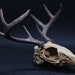 see more listings in the Replica Bones section