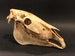 Miniature Horse Skull Replica Oddity | Equine Anatomy | 3D Printed | Anatomically Accurate Bones | Vegan Taxidermy | Cruelty Free! 