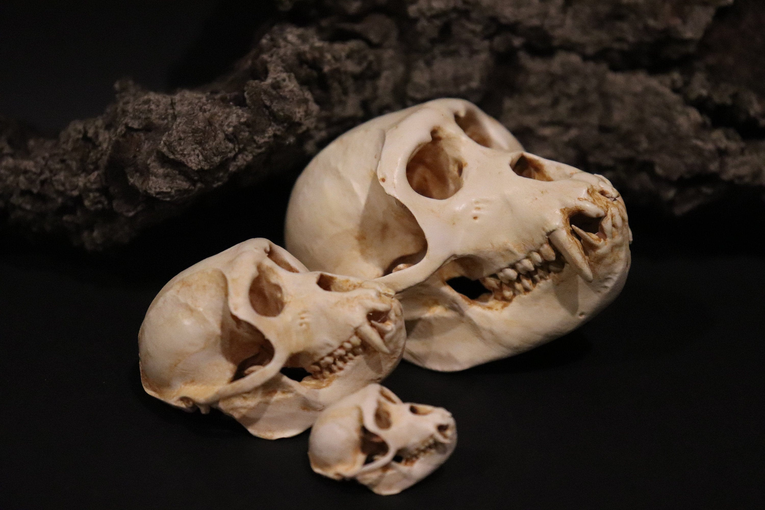 Rhesus Monkey Skull Replica Oddity Primate Anatomy Curio - Etsy