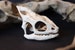 Chameleon Skull Replica Oddity | Reptile Anatomy Curio | 3D Printed | Anatomically Accurate Bones | Vegan Taxidermy | Cruelty Free! 