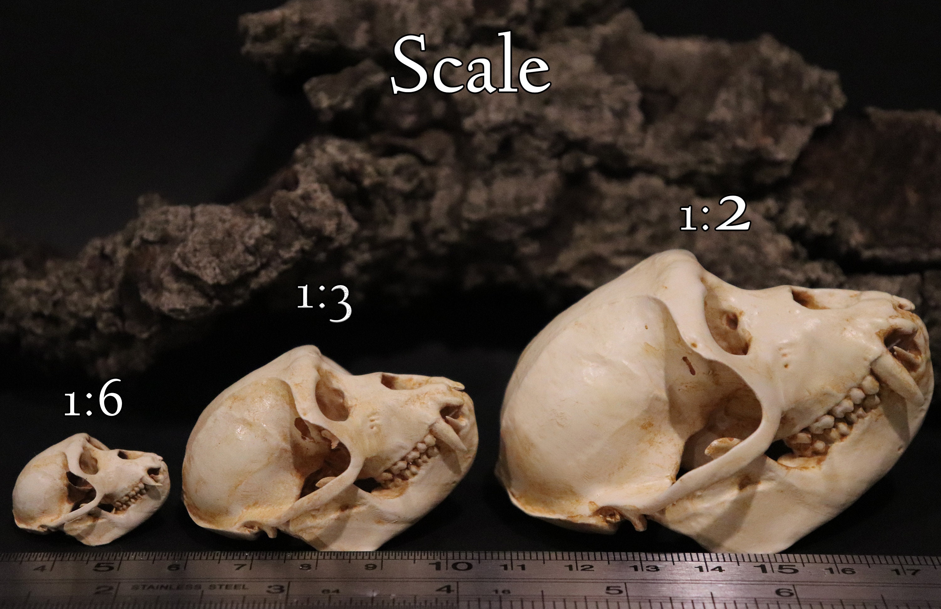 Rhesus Monkey Skull Replica Oddity Primate Anatomy Curio Etsy