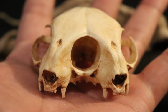 skull gifts skulls Give 1pcs Real Cat Skull，fine animal specimens 