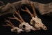 Miniature Deer Skull Replica Oddity | Cervine Anatomy Curio | 3D Printed | Anatomically Accurate Bones | Vegan Taxidermy | Cruelty Free! 
