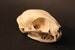 Cat Skull Replica Oddity | Feline Anatomy Curio | 3D Printed | Anatomically Accurate Bones | Vegan Taxidermy | Cruelty Free! 