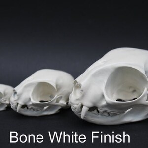 Cat Skull Replica Oddity Feline Anatomy Curio 3D Printed | Etsy
