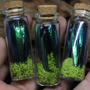 Emerald Jewel Beetle Wings | Insect Parts with Moss in a Glass Jar Terrarium Vial with Cork Top | Oddity Curiosity Item | Ethically Sourced!