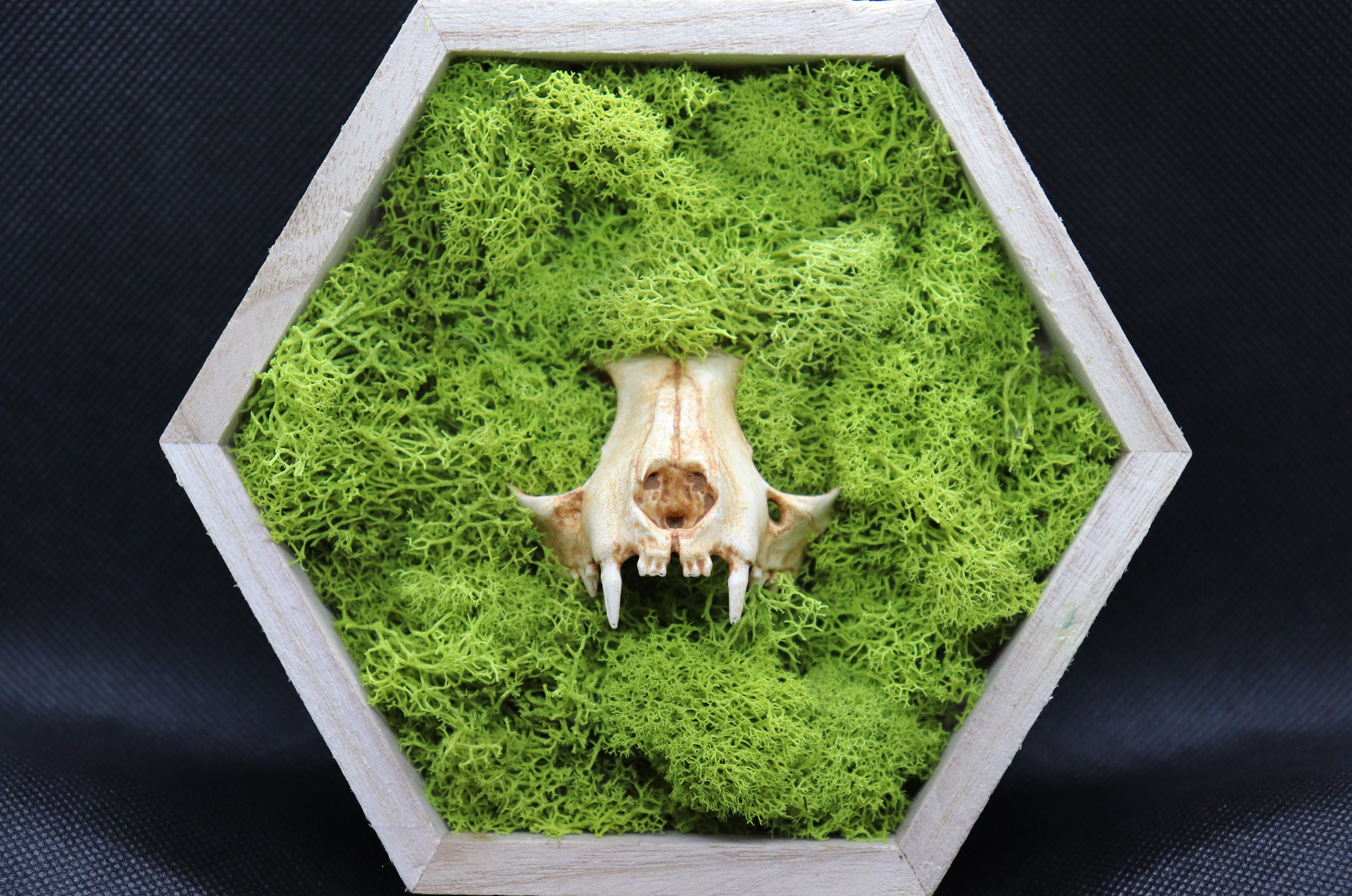 Faux Cat Skull Taxidermy Oddity 3D Printed Bones and Moss Etsy