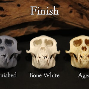 Rhesus Monkey Skull Replica Oddity Primate Anatomy Curio - Etsy