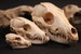 Miniature Fox Skull Replica Oddity | Vulpine Anatomy Curio | 3D Printed | Anatomically Accurate Bones | Vegan Taxidermy | Cruelty Free! 
