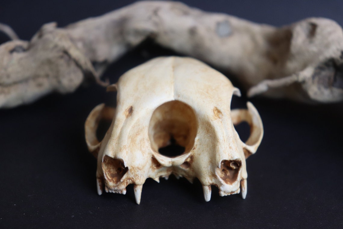 Conjoined Cat Skull Replica Oddity Feline Anatomy Curio 3D | Etsy