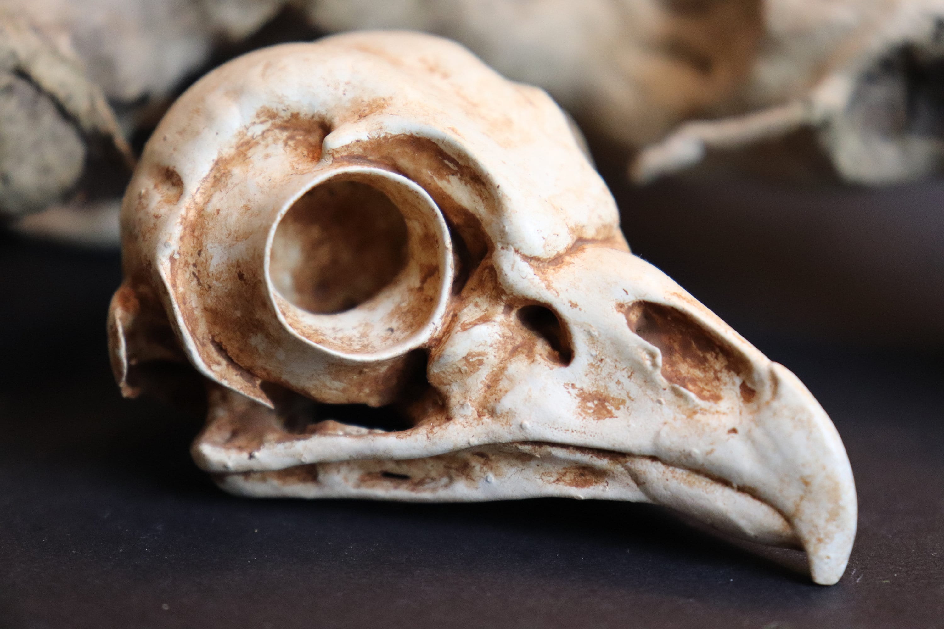 アメリカフクロウの頭蓋骨レプリカの珍品 | 鳥類の解剖学の珍品