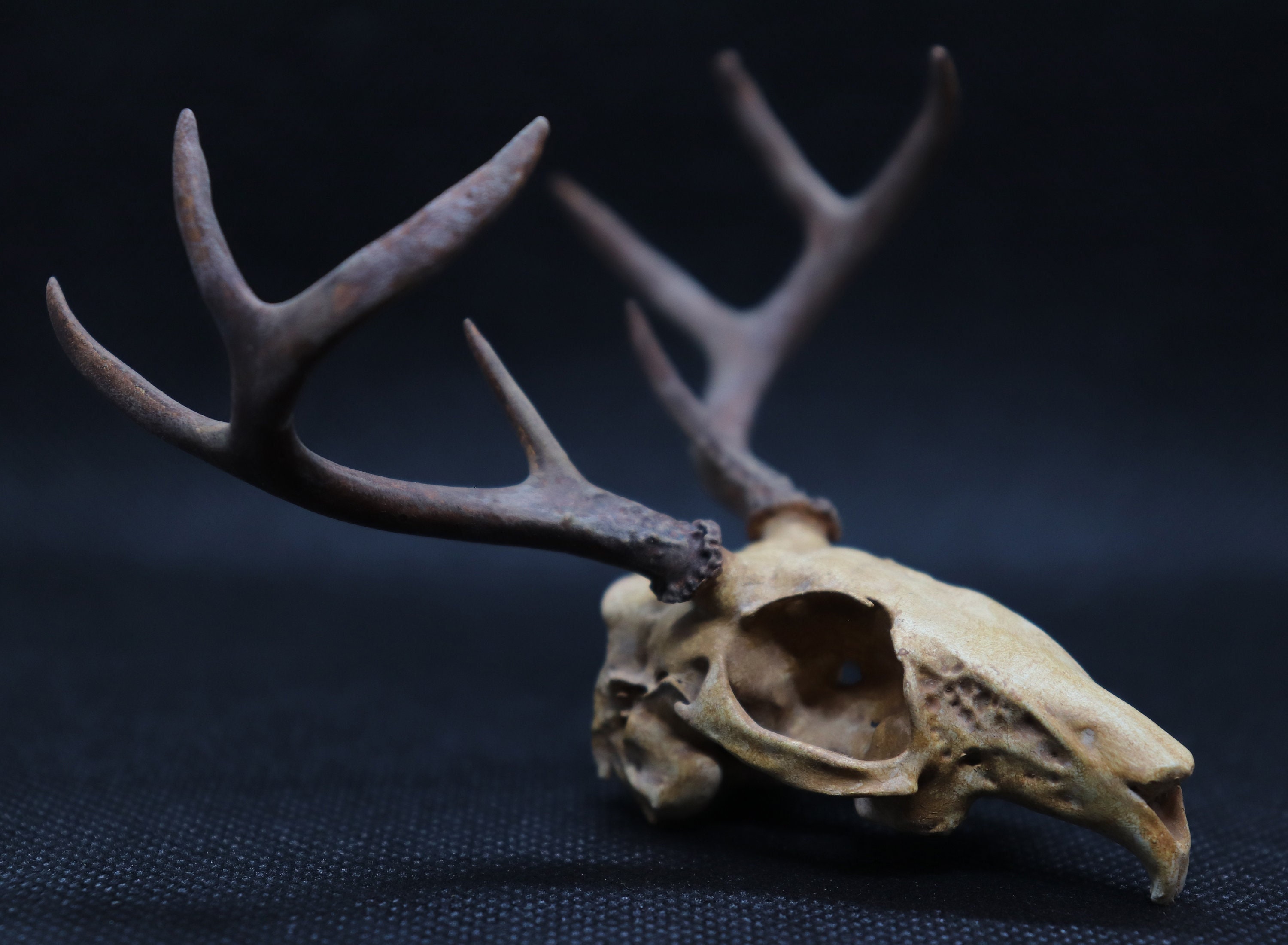 Jackalope Skull Replica Rabbit Antelope Hybrid Anatomy Curio - Etsy