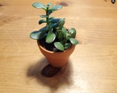 Jade plant (Crassula ovata)