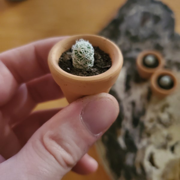 SUPER Mini Thimble cacti