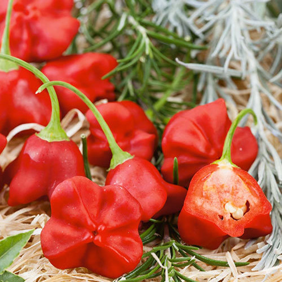 Hot Pepper jamaican Red Mushroom Seeds Heirloom Etsy