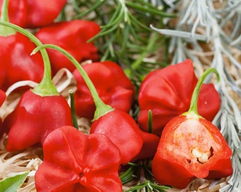 hot pepper "Jamaican Red Mushroom" seeds heirloom capsicum chinense