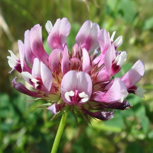 Tomcat Clover seeds - Trifolium willdenovii - native west coast wildflower