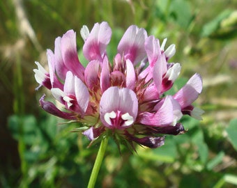 Graines de trèfle Tomcat - Trifolium willdenovii - fleur sauvage indigène de la côte ouest