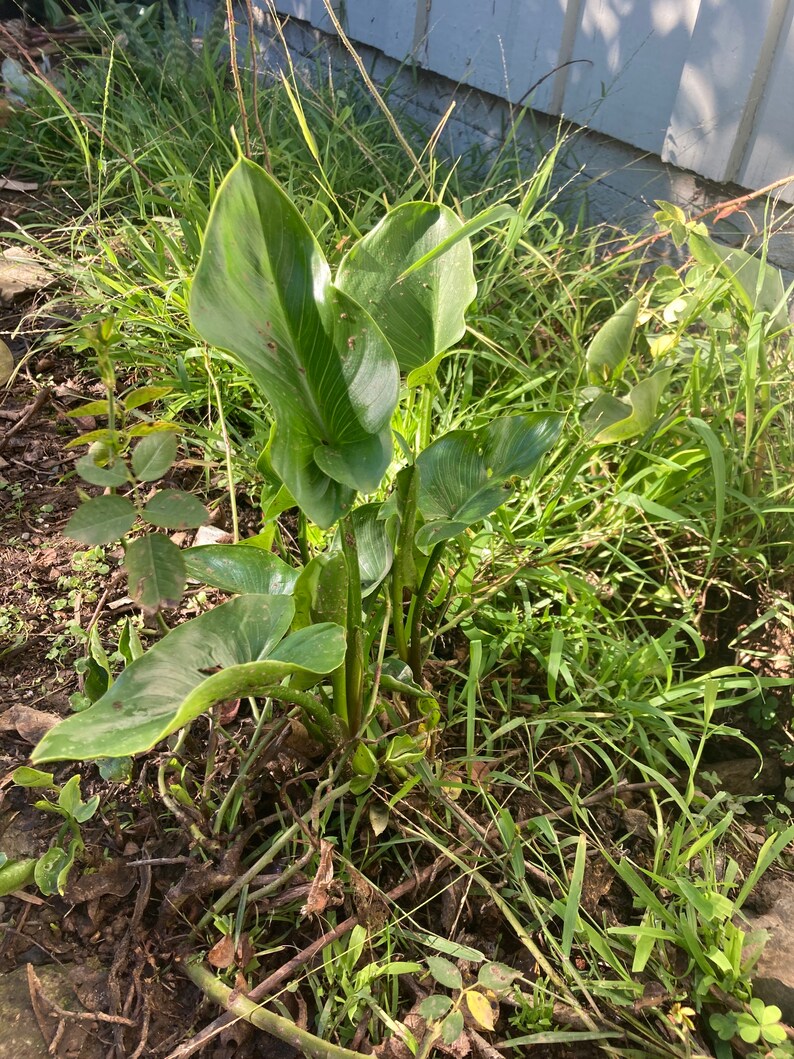 Calla Lily Zantedeschia Aethiopica Rhizomes Etsy