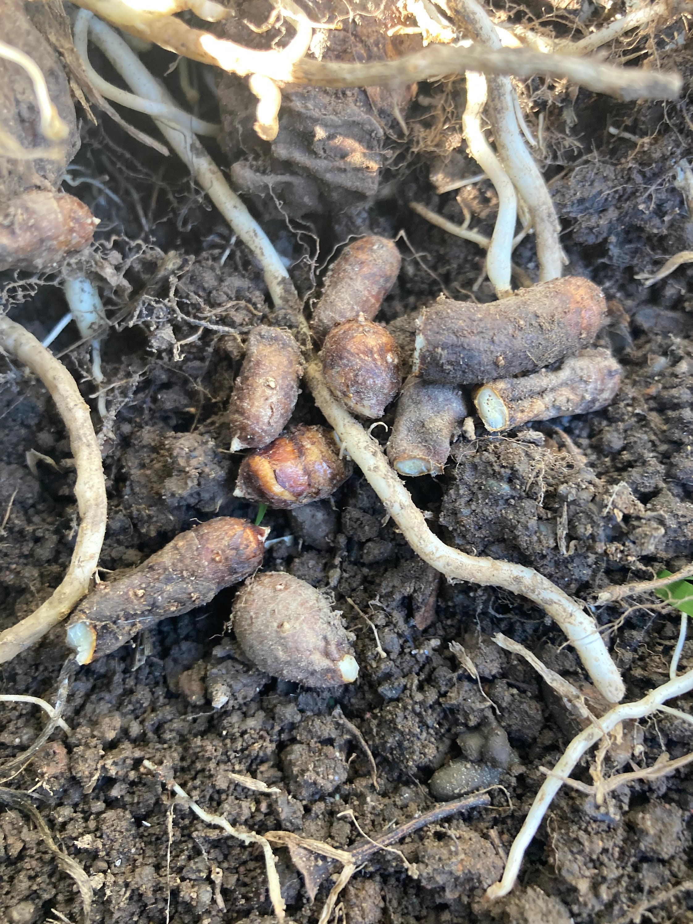 Calla Lily Zantedeschia Aethiopica Rhizomes Etsy