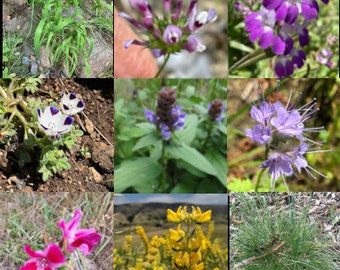 California wildflower seed mix, native plants for pollinators, easy to grow!