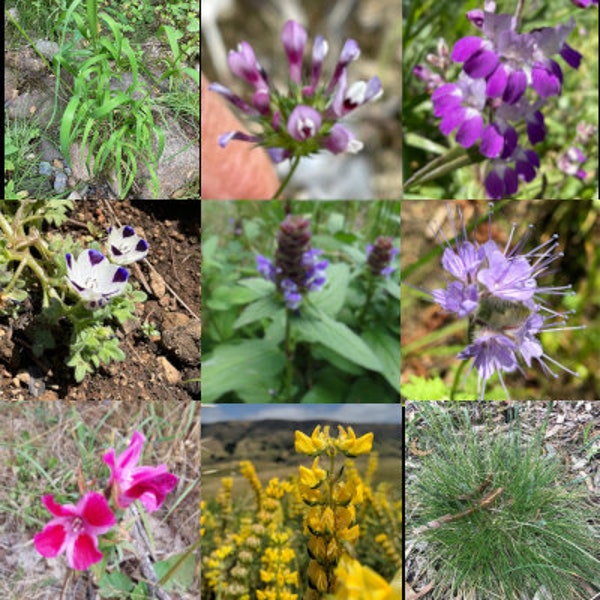 California wildflower seed mix, native plants for pollinators, easy to grow!