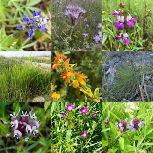 California wildflower seed mix, native plants for pollinators, easy to grow!