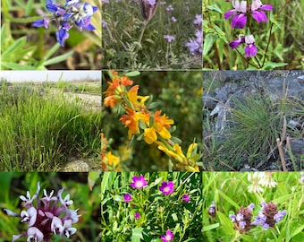 California wildflower seed mix, native plants for pollinators, easy to grow!