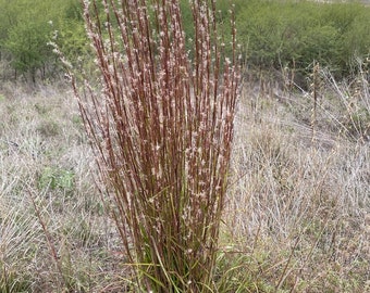 Little Bluestem grass Schizachyrium scoparium native prairie grass seed