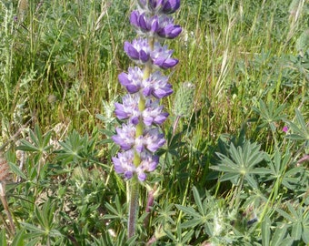 Chick Lupine wildflower seeds Lupinus microcarpus California native plant