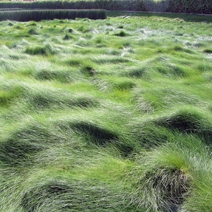 Festuca rubra creeping red fescue grass California native plant image 1