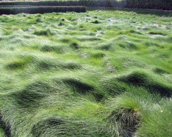 Festuca rubra creeping red fescue grass California native plant