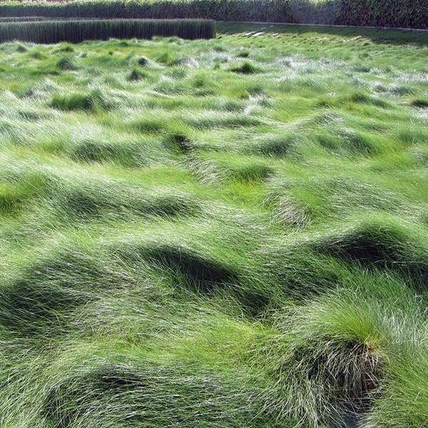 Festuca rubra creeping red fescue grass California native plant